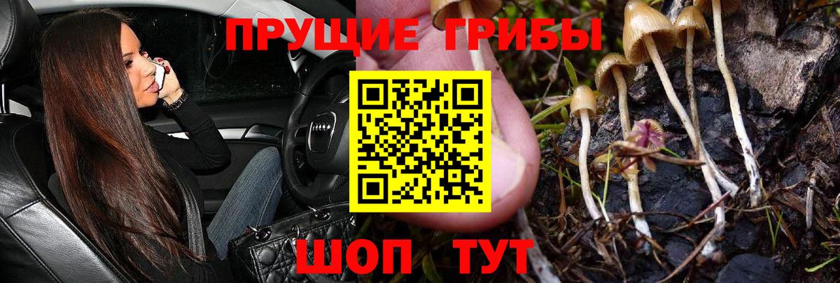 Псилоцибиновые грибы GOLDEN TEACHER Тимашёвск